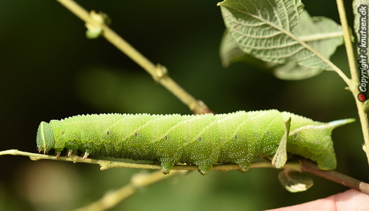 Aftenpåfugleøje (Smerinthus ocellata) 