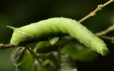 Aftenpåfugleøje (Smerinthus ocellata) 