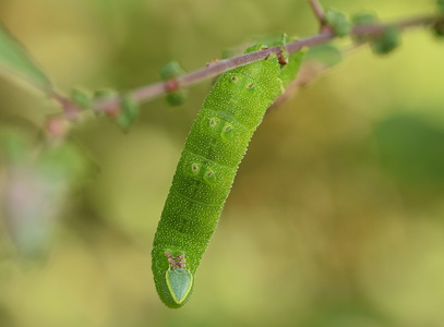Aftenpåfugleøje (Smerinthus ocellata) 