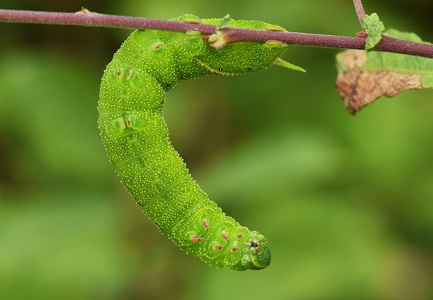 Aftenpåfugleøje (Smerinthus ocellata) 