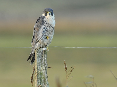 Vandrefalk (Falco peregrinus)