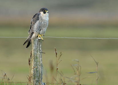 Vandrefalk (Falco peregrinus)