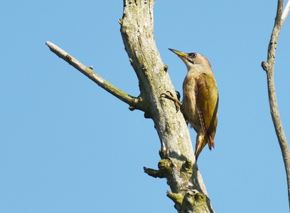 Gråspætte (Picus canus)