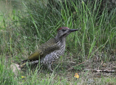 Grønspætte  (Picus viridis)