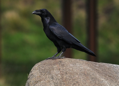 Ravn (Corvus corax)