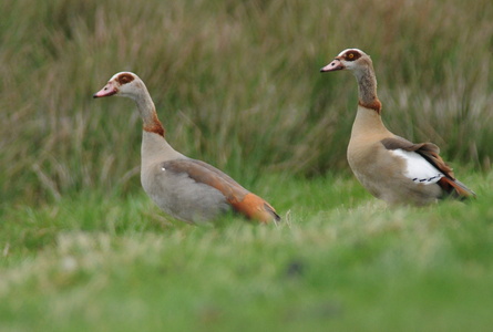 Nilgås (Alopochen aegyptiaca)