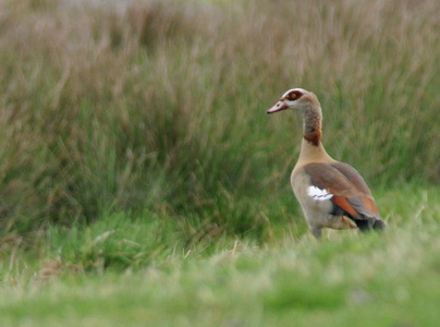 Nilgås (Alopochen aegyptiaca)