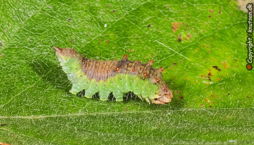 Birkeseglvinge (Drepana falcataria)