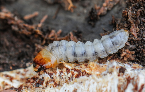 Blankplettet tandbuk (Rhagium mordax)