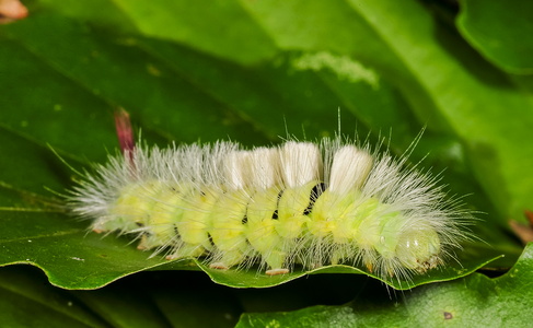 Bøgenonne (Calliteara pudibunda)