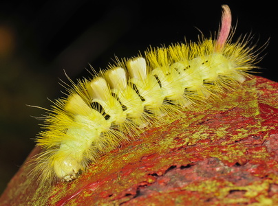 Bøgenonne (Calliteara pudibunda)