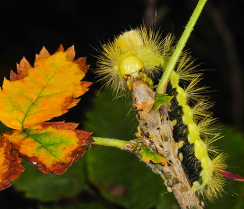 Bøgenonne (Calliteara pudibunda)