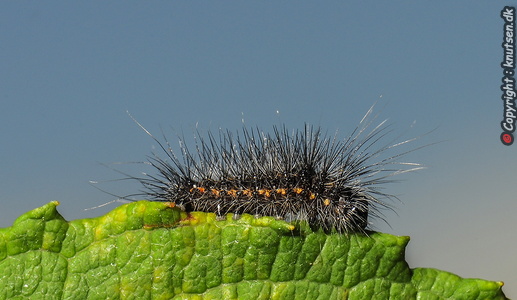 Hedemose-Pelsugle (Acronicta menyanthidis)