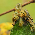 Hemichroa crocea