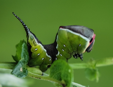 Hermelinskåbe (Cerura vinula)