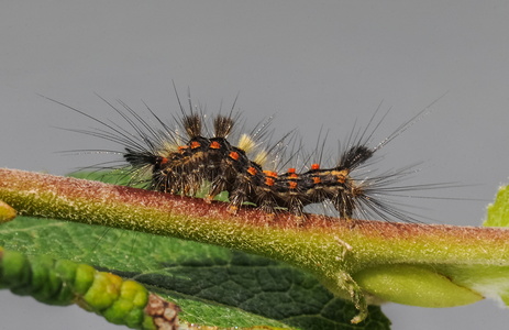 Lille Penselspinder (Orgyia antiqua)