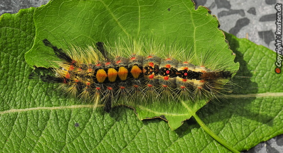 Lille Penselspinder (Orgyia antiqua)