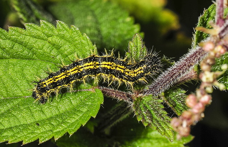 Nældens Takvinge (Aglais urticae)