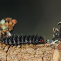 Okkergul pletvinge (Melitaea cinxia)