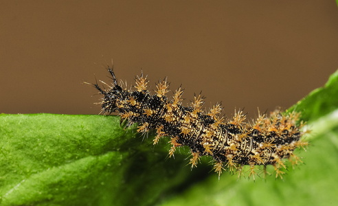 Nældesommerfugl (Araschnia levana)