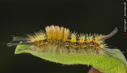 Pragtpenselspinder (Orgyia recens)