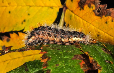 Penselugle (Colocasia coryli)