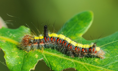 Psi-ugle (Acronicta psi)