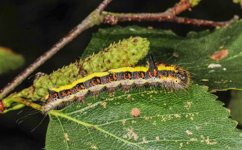 Psi-ugle (Acronicta psi)