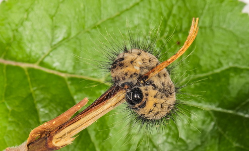 Snehare (Acronicta leporina)