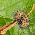 Snehare (Acronicta leporina)