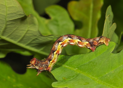 Stor Frostmåler (Erannis defoliaria)