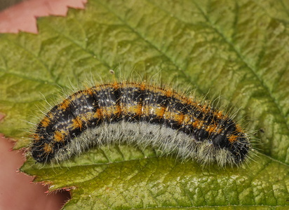 Sortåret hvidvinge  (Aporia crataegi)