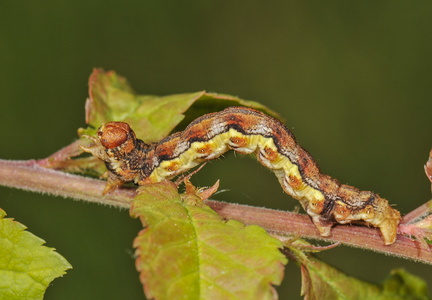 Stor Frostmåler (Erannis defoliaria)