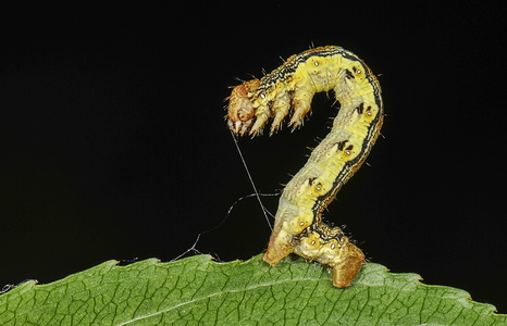 Stor Frostmåler (Erannis defoliaria)