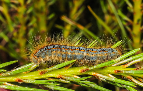 Strandringspinder (Malacosoma castrensis)