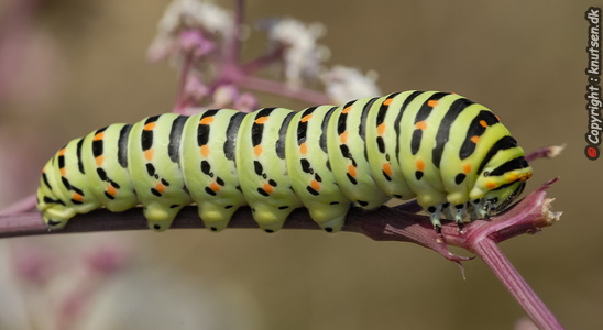Svalehale (Papilio machaon)