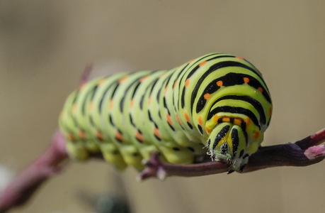 Svalehale (Papilio machaon)
