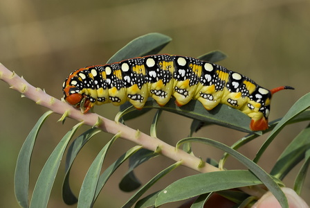 Vortemælksværmer (Hyles euphorbiae) 