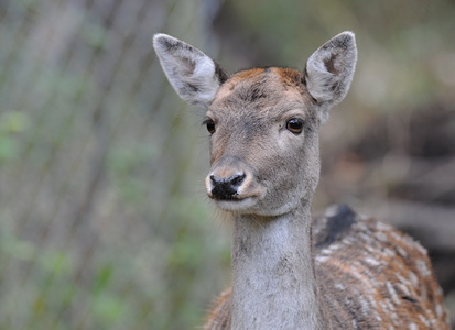 Dyrehaven i Århus, Dådyr