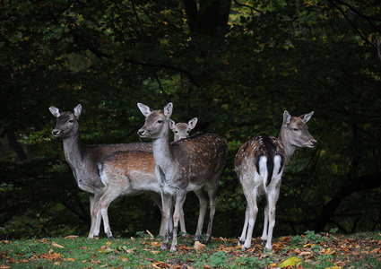 Dyrehaven i Århus, Dådyr