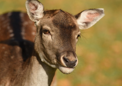 Dyrehaven i Århus, Dådyr