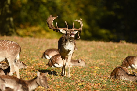 Dyrehaven i Århus, Dådyr