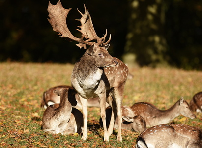 Dyrehaven i Århus, Dådyr