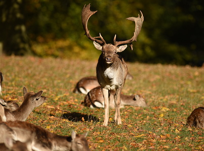 Dyrehaven i Århus, Dådyr
