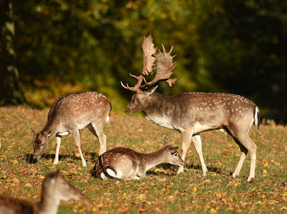 Dyrehaven i Århus, Dådyr