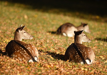 Dyrehaven i Århus, Dådyr
