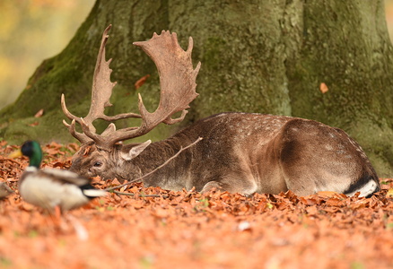 Dyrehaven i Århus, Dådyr