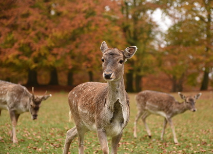 Dyrehaven i Århus, Dådyr