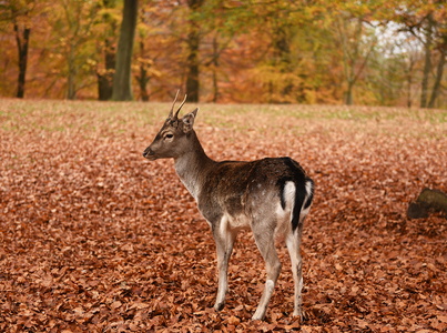 Dyrehaven i Århus, Dådyr