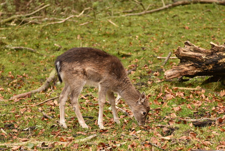 Dyrehaven i Århus, Dådyr